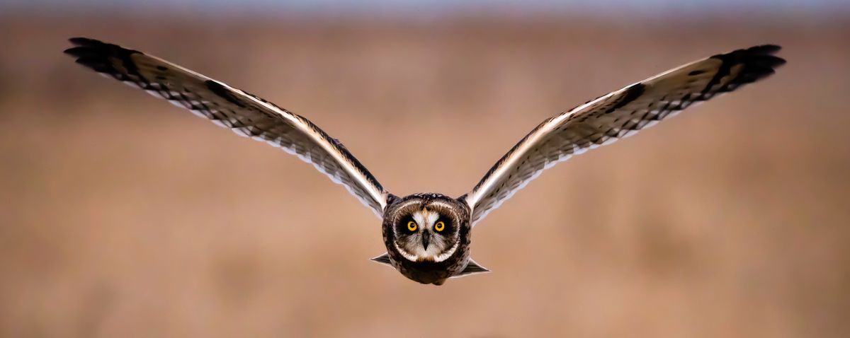 Flying owl, symbol for a keen eye on the code